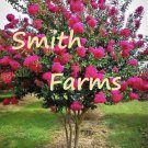 25 Seeds Pink Crepe Myrtle Tree Bright Colored Flowers Shrub Bush Landscaping Fast Growing 25 Seeds Pink Crepe Myrtle Tree Bright Colored Flowers Shrub Bush Landscaping Fast Growing