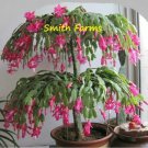 25 Seeds Christmas Cactus Flowering Tree Garden Plants Fast Growing 25 Seeds Christmas Cactus Flowering Tree Garden Plants Fast Growing