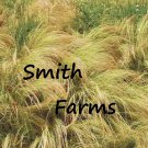 100 Seeds Mexican Feather Grass Grass Ground Cover Stipa Tenuissima Fast Growing 100 Seeds Mexican Feather Grass Grass Ground Cover Stipa Tenuissima Fast Growing
