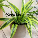 10 Seeds Dragon Tree Green Leaves House Plant Planting Garden Fast Growing 10 Seeds Dragon Tree Green Leaves House Plant Planting Garden Fast Growing