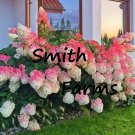 25 Seeds Pink & White Hydrangea Seeds Flower Perennial Flowering Bush Fast Growing 25 Seeds Pink & White Hydrangea Seeds Flower Perennial Flowering Bush Fast Growing