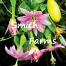 25 Seeds Banana Passion Fruit Passiflora Mollisima Vine Fast Growing 25 Seeds Banana Passion Fruit Passiflora Mollisima Vine Fast Growing