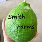 5 Seeds Ponderosa Limes Back In Stock Large Size Fruit Planting Garden Fast Growing 5 Seeds Ponderosa Limes Back In Stock Large Size Fruit Planting Garden Fast Growing