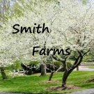 10 Seeds Royal White Redbud Tree Authentic Seeds Cercis Canadensis Fast Growing