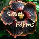 25 Seeds Black Orange Tip Hibiscus Hardy Flower Garden Perennial Fast Growing 25 Seeds Black Orange Tip Hibiscus Hardy Flower Garden Perennial Fast Growing
