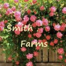 25 Seeds Pink Climbing Rose Bush Shrub Flowers Vine Garden Plants Fast Growing 25 Seeds Pink Climbing Rose Bush Shrub Flowers Vine Garden Plants Fast Growing