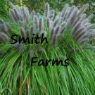 200 Seeds Black Cat Tail Pampas Grass Fast Growing