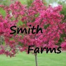 10 Seeds Dwarf Pink Dogwood 5 Seeds Tree Cornus Flowering Hardy Fast Growing 10 Seeds Dwarf Pink Dogwood 5 Seeds Tree Cornus Flowering Hardy Fast Growing