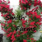 25 Seeds Red Climbing Rose Rosa Bush Vine Climber Fragrant Butterfly Flower Fast Growing 25 Seeds Red Climbing Rose Rosa Bush Vine Climber Fragrant Butterfly Flower Fast Growing
