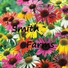 50 Seeds Mixed Coneflowers Aka Echinacea Flowers Garden Planting Fast Growing