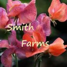 25 Seeds Orange & Red Sweet Pea Flowers Lathyrus Belinensis Beautiful Flower Fast Growing