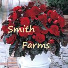 25 Seeds Mocca Cherry Begonia Flowers Non Stop Foliage Hanging Pot Garden Fast Growing