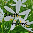 25 Seeds White Anthericum Flowers Fast Growing 25 Seeds White Anthericum Flowers Fast Growing