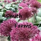 25 Seeds Red Allium Flowers Fast Growing 25 Seeds Red Allium Flowers Fast Growing