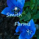 25 Seeds Platycodon Deep Sea Blue Balloon Flowers Perennial Flower Garden Fast Growing 25 Seeds Platycodon Deep Sea Blue Balloon Flowers Perennial Flower Garden Fast Growing