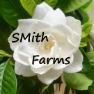 25 Seeds White Gardenia Flowers Fragrant White Shrub Flower Garden Fast Growing 25 Seeds White Gardenia Flowers Fragrant White Shrub Flower Garden Fast Growing