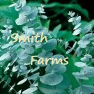 25 Seeds Silver Drop Eucalyptus Flowers Great Scent Planting Garden Fast Growing