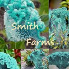 25 Seeds Teal Blue Cockscomb Flower Celosia Bright Colorful Blooms Fast Growing