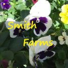 25 Seeds White Purple Pansy Flowers Johnny Jump Ups Garden Plants Fast Growing 25 Seeds White Purple Pansy Flowers Johnny Jump Ups Garden Plants Fast Growing