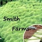 100 Seeds Irish Moss Perennial Groundcover Heirloom Ground Cover Fast Growing