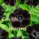 50 Seeds Black Petunia Flowers Lots Of Big Blooms Planting Garden Fast Growing 50 Seeds Black Petunia Flowers Lots Of Big Blooms Planting Garden Fast Growing