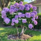 25 Seeds Purple Hydrangeas Flower Ground Cover Plant Garden Plants Fast Growing 25 Seeds Purple Hydrangeas Flower Ground Cover Plant Garden Plants Fast Growing