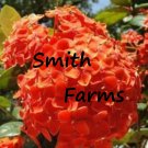 25 Seeds Orange Hydrangeas Flower Ground Cover Plant Garden Plants Fast Growing 25 Seeds Orange Hydrangeas Flower Ground Cover Plant Garden Plants Fast Growing