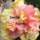 25 Seeds Double Pink Orange Hibiscus Flowers Landscaping Shrub Bush Tree Garden Fast Growing 25 Seeds Double Pink Orange Hibiscus Flowers Landscaping Shrub Bush Tree Garden Fast Growing
