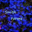100 Seeds Lobelia Blue Trailing Flower Ground Cover Attracts Butterflies Fast Growing 100 Seeds Lobelia Blue Trailing Flower Ground Cover Attracts Butterflies Fast Growing