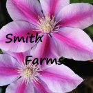 25 Seeds Pink White Clematis Flowers Climbing Vine Bush Plant Garden Fast Growing 25 Seeds Pink White Clematis Flowers Climbing Vine Bush Plant Garden Fast Growing