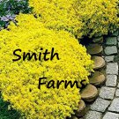 200 Aubrieta Yellow Rock Cress Flower Seeds Plants Garden Planting Fast Growing