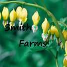 25 Seeds Yellow Bleeding Heart Seeds Flowers Flower Seeds Perennial Bloom Fast Growing 25 Seeds Yellow Bleeding Heart Seeds Flowers Flower Seeds Perennial Bloom Fast Growing