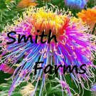 100 Seeds Rainbow Spider Mums Colorful Flowers Big Blooms Planting Garden Fast Growing 100 Seeds Rainbow Spider Mums Colorful Flowers Big Blooms Planting Garden Fast Growing
