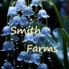 25 Seeds Blue Lily Of The Valley Flowers Symbol Of Gratitude Everlasting Love Fast Growing