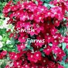 25 Seeds Red Clematis Flowers Climbing Vine Bush Plant Garden Fast Growing 25 Seeds Red Clematis Flowers Climbing Vine Bush Plant Garden Fast Growing
