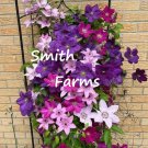25 Seeds Mixed Colors Clematis Beautiful Flowers Gardening Fast Growing 25 Seeds Mixed Colors Clematis Beautiful Flowers Gardening Fast Growing