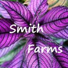 25 Seeds Purple Persian Shield Flowers Beautiful Groundcover Gardening Fast Growing 25 Seeds Purple Persian Shield Flowers Beautiful Groundcover Gardening Fast Growing