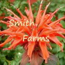 25 Seeds Orange Bee Balm Flowers Seeds Bloom Hummingbird Fast Growing 25 Seeds Orange Bee Balm Flowers Seeds Bloom Hummingbird Fast Growing