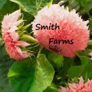 50 Seeds Pink Pooh Sunflowers Large Flower Blooms Planting Garden Fast Growing 50 Seeds Pink Pooh Sunflowers Large Flower Blooms Planting Garden Fast Growing