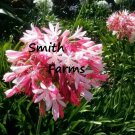 25 Seeds Pink Agapanthus Africanus Flowers Beautiful Blooms Planting Garden Fast Growing 25 Seeds Pink Agapanthus Africanus Flowers Beautiful Blooms Planting Garden Fast Growing