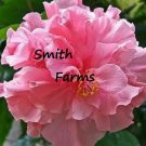 50 Seeds Light Pink Double Hibiscus Flowers Fast Growing 50 Seeds Light Pink Double Hibiscus Flowers Fast Growing