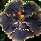 25 Seeds Yellow Black Hibiscus Flowers Fast Growing 25 Seeds Yellow Black Hibiscus Flowers Fast Growing
