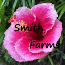 25 Seeds Pink Hibiscus Flowers Fast Growing 25 Seeds Pink Hibiscus Flowers Fast Growing