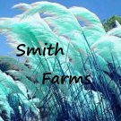 200 Seeds Teal Blue Green Pampas Grass Fast Growing 200 Seeds Teal Blue Green Pampas Grass Fast Growing