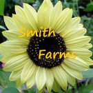 50 Seeds Light Yellow Sunflowers Huge Planting Sunflower Garden Large Flowers Fast Growing 50 Seeds Light Yellow Sunflowers Huge Planting Sunflower Garden Large Flowers Fast Growing