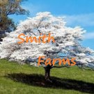10 Seeds White Dogwood Tree Garden Planting Trees Fast Growing 10 Seeds White Dogwood Tree Garden Planting Trees Fast Growing