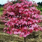10 Seeds Ruby Red Dogwood Tree Garden Planting Trees Fast Growing