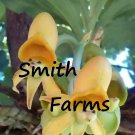 50 Seeds Yellow Face Sun Orchids Flowers Garden Plant Fast Growing 50 Seeds Yellow Face Sun Orchids Flowers Garden Plant Fast Growing