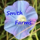 25 Seeds Pink Blue Purple Morning Glory Flowers Garden Planting Fast Growing 25 Seeds Pink Blue Purple Morning Glory Flowers Garden Planting Fast Growing
