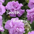 25 Seeds Double Purple Lavender Petunia Flowers Garden Planting Perennial Fast Growing 25 Seeds Double Purple Lavender Petunia Flowers Garden Planting Perennial Fast Growing